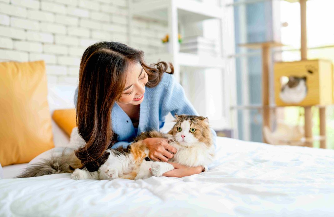 Preparing Your Pet for Cat Boarding In Dubai: A Checklist